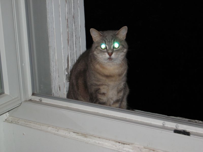 Ouh ! Le chat zombie !